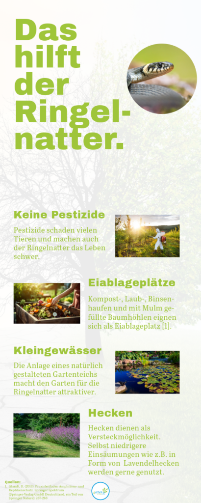 Ringelnatter Heimische Schlangen Garten Als Naturschutz