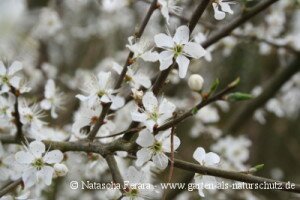 Blüten der Schlehe