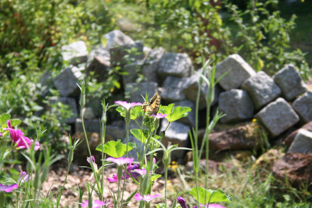 Biotope im Naturgarten: Ein Schwalbenschwanz sitzt vor einem Steinhaufen auf einer Blüte