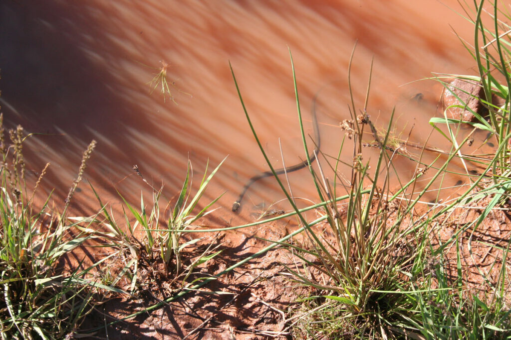 Ringelnatter in großer Wasserlache mit angrenzender Vegetation