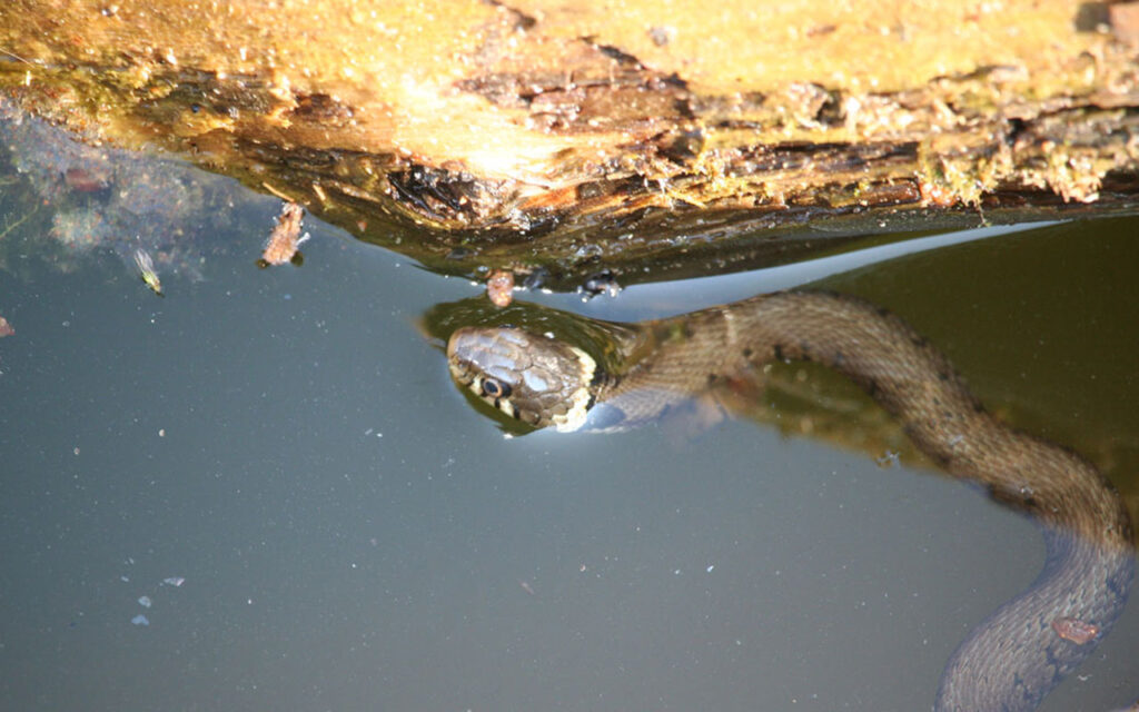 Ringelnatter schwimmt im Wasser vor einem Stück Holz