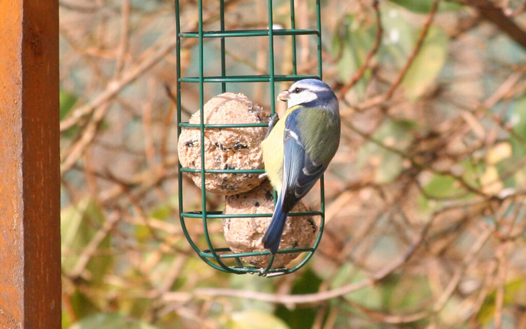 Blaumeise an Meisenknödelhalter