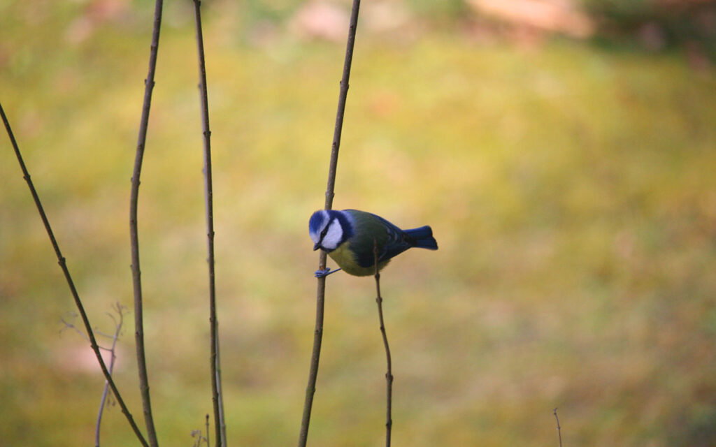 Blaumeise klettert an dünnem Zweig