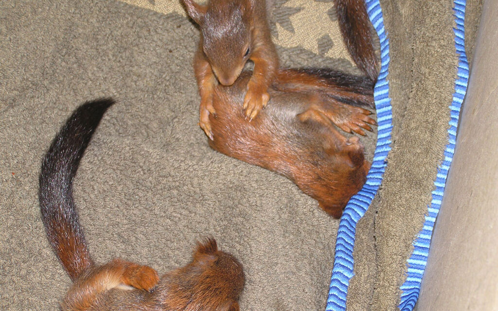 Drei junge Eichhörnchen werden als Tierfindlinge aufgezogen