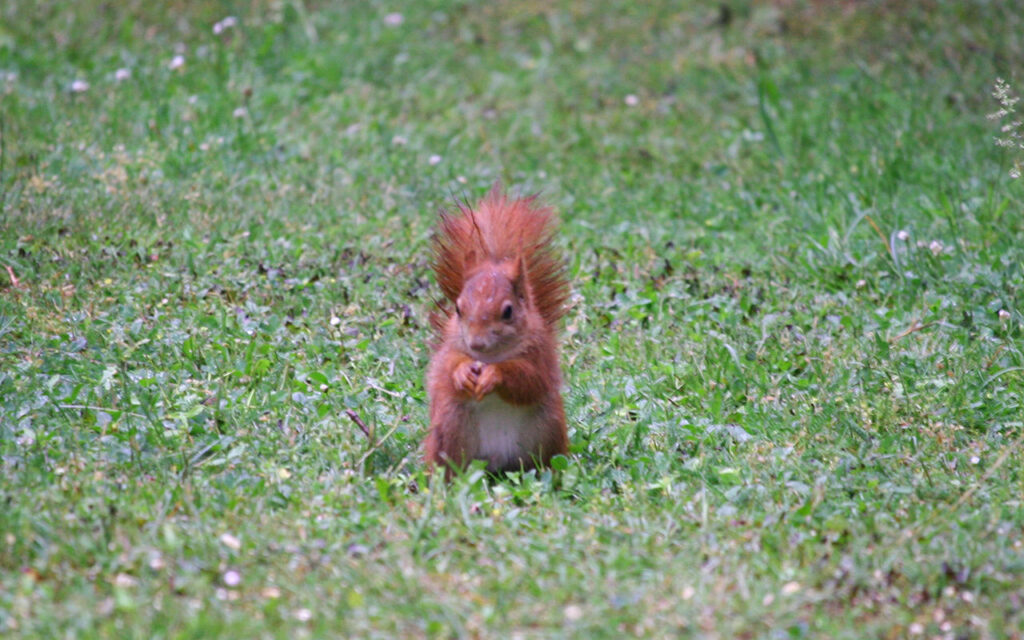 Eichhörnchen sitzt auf Rasen und knabbert Futter