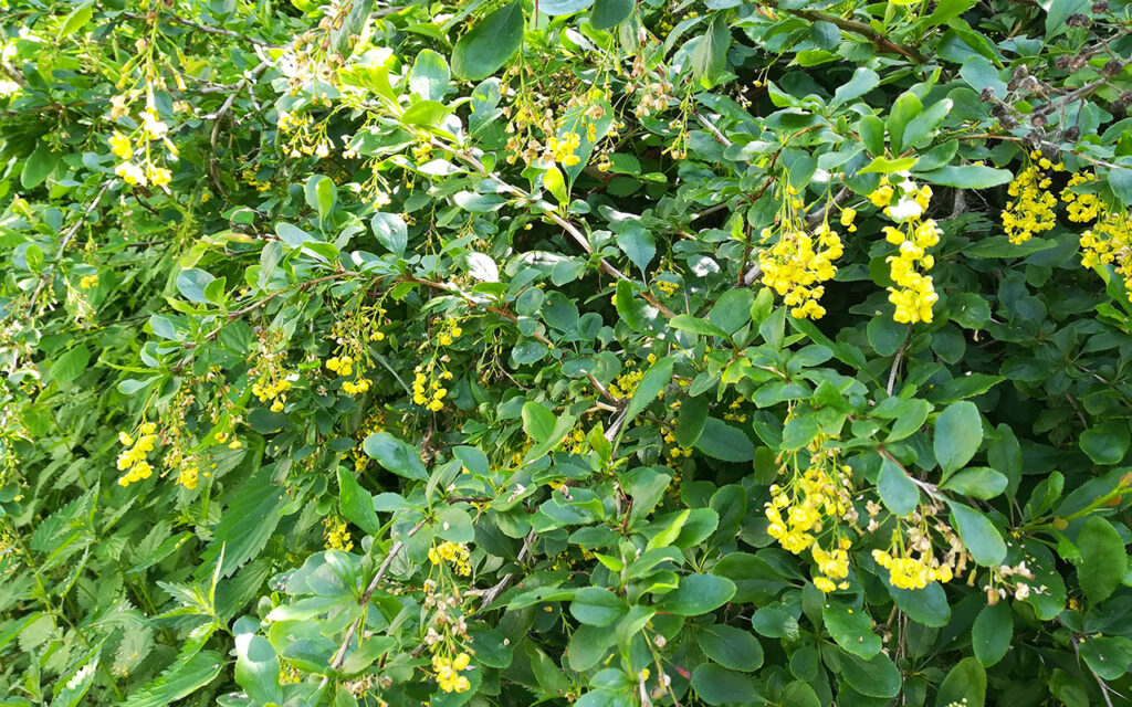 Gemeine Berberitze mit gelben Blüten