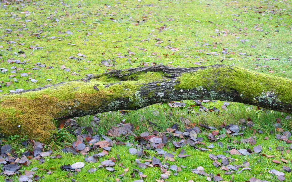 Totholz in Form eines umgefallenen Baumes auf dem Boden