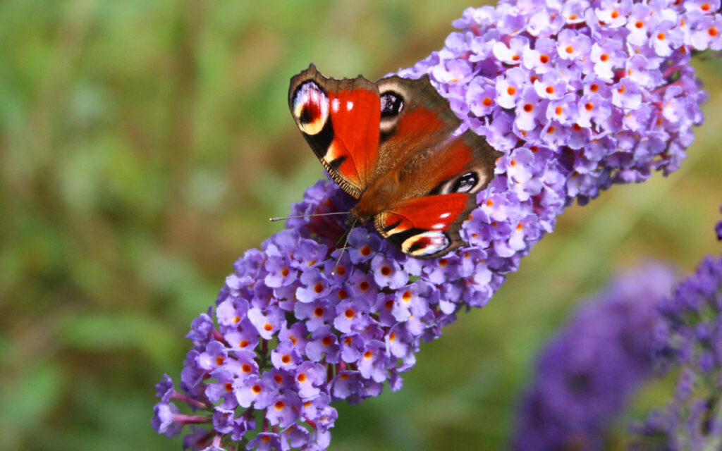 Ein Tagpfauenauge sitzt auf einem Schmetterlingsstrauch