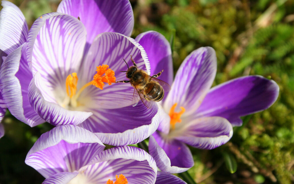 Eine Biene sitzt auf einem violett gestreiften Frühlingskrokus