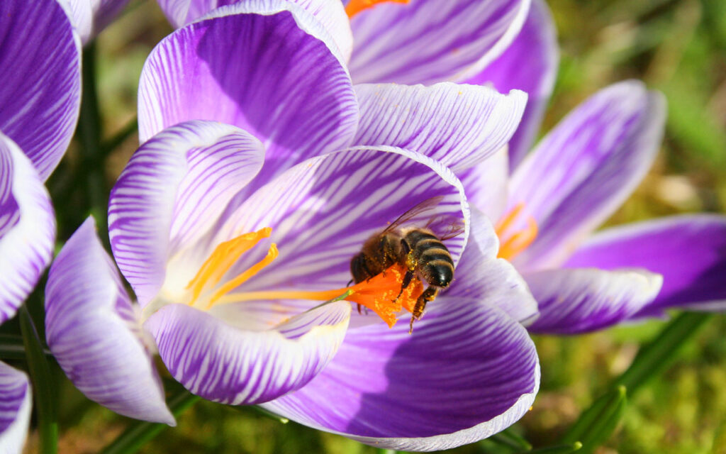 Eine Biene sammelt Pollen an einem violett gestreiften Frühlingskrokus