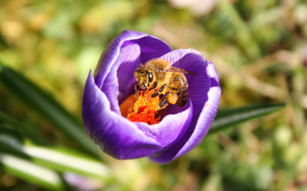 Eine Biene voll mit Pollen sitzt auf einem violetten Krokus