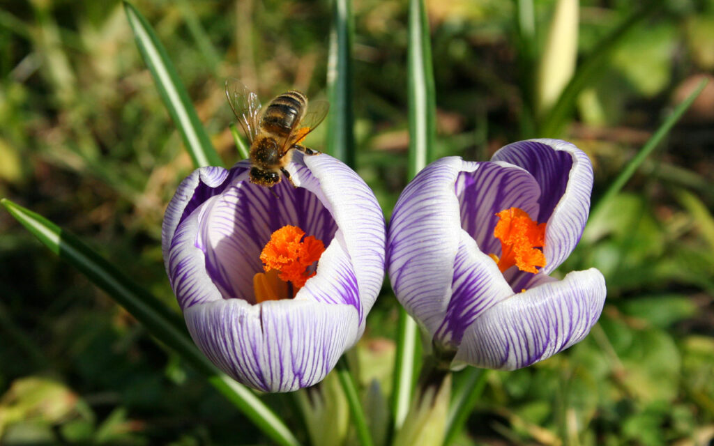 Eine Biene ist auf einem von zwei violett gestreiften Frühlingskrokussen gelandet