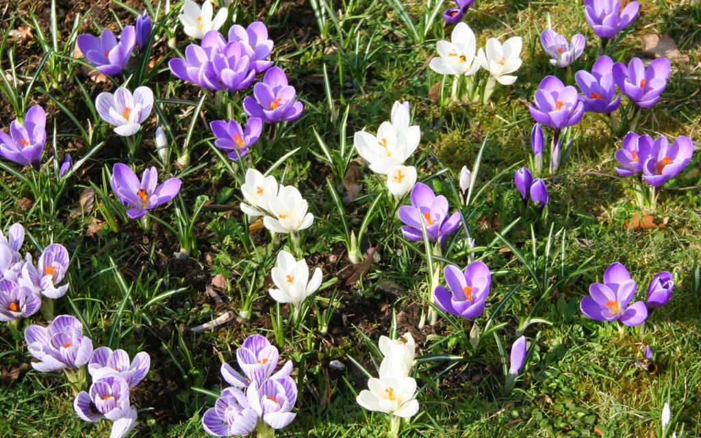 Frühlingskrokusse in verschiedenen Farben blühen auf einer Wiese