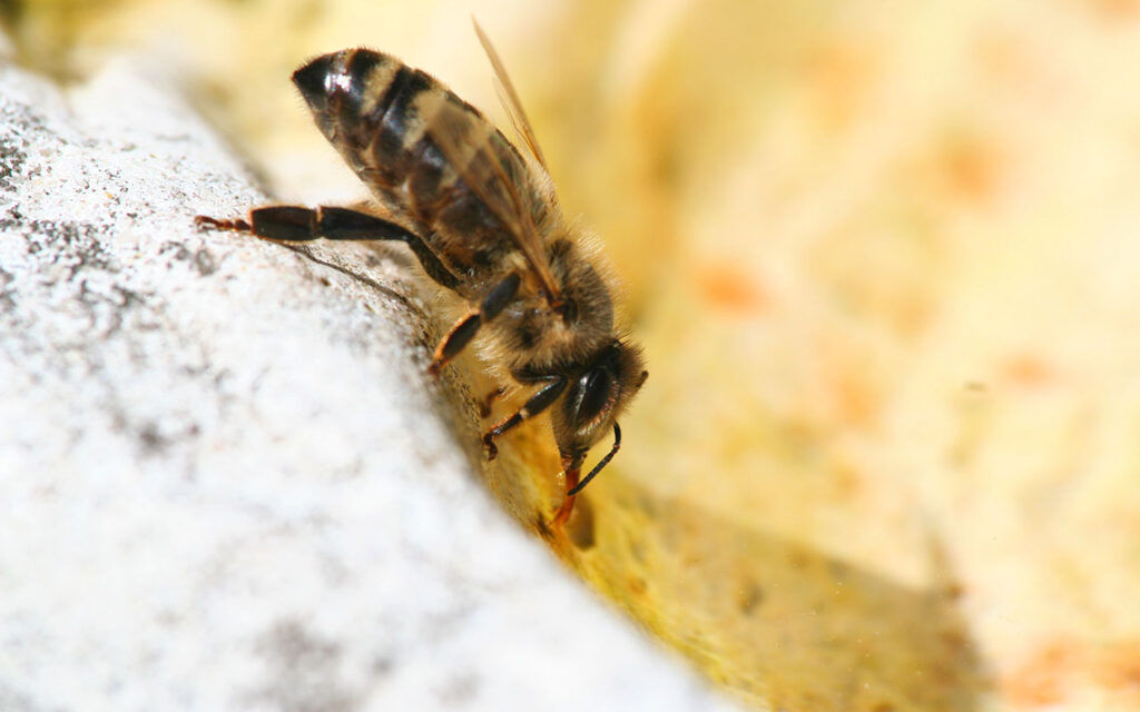 Honigbiene trinkt Wasser aus einer Vogeltränke