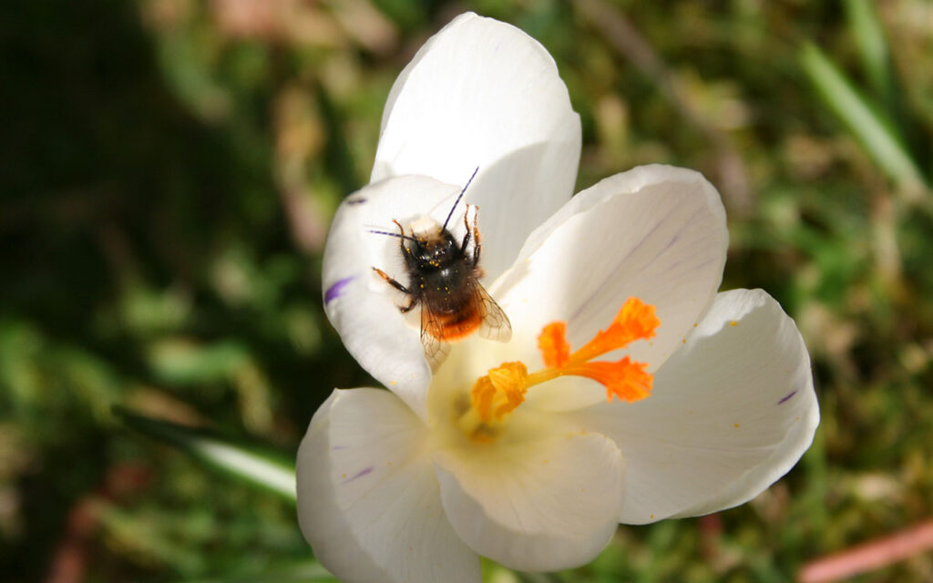 Insektenbesuch an weißem Frühlingskrokus