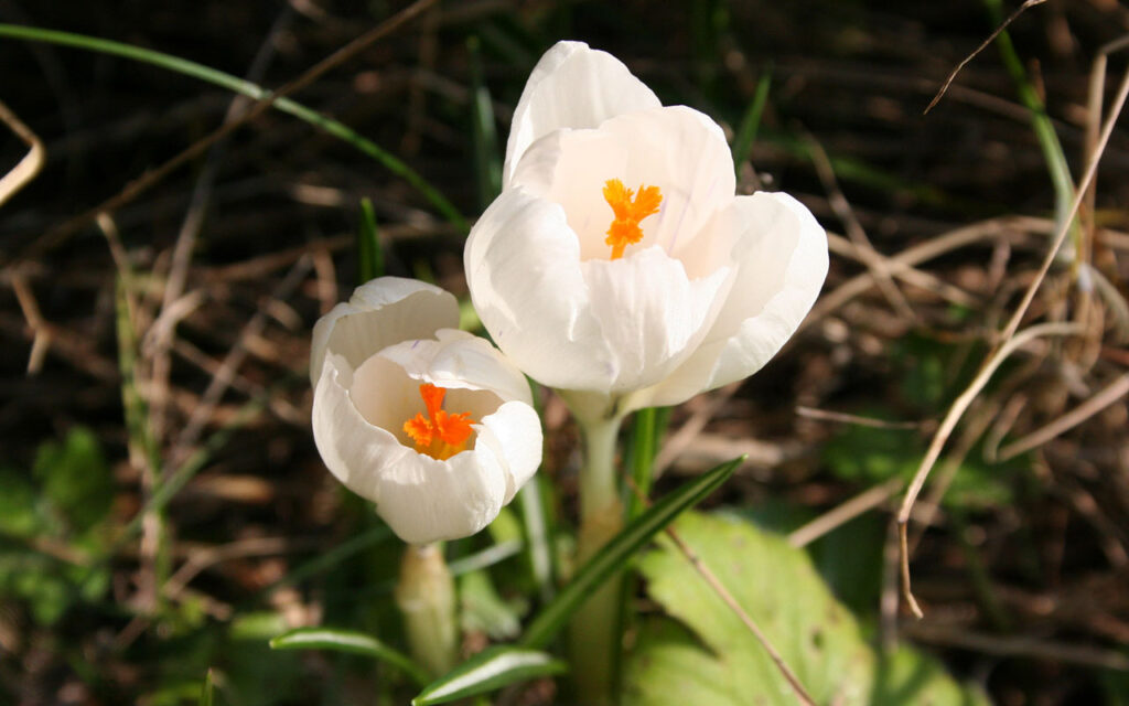 Zwei weiße Krokusse in Blüte