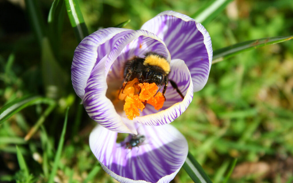 Violettgestreifter Frühlingskrokus wird von Hummel besucht
