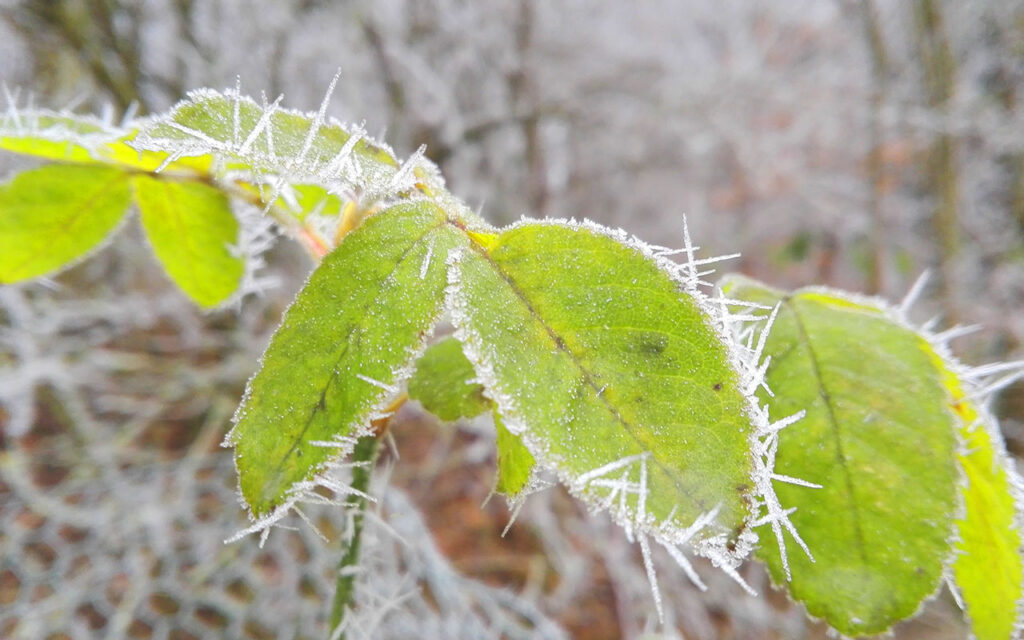 Pflanzen mit Eiskristallen im Winter