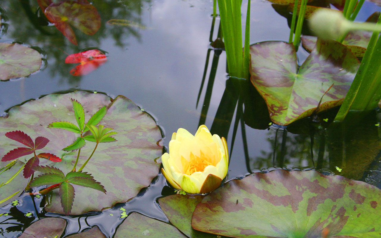 Gartenteich mit Seerose