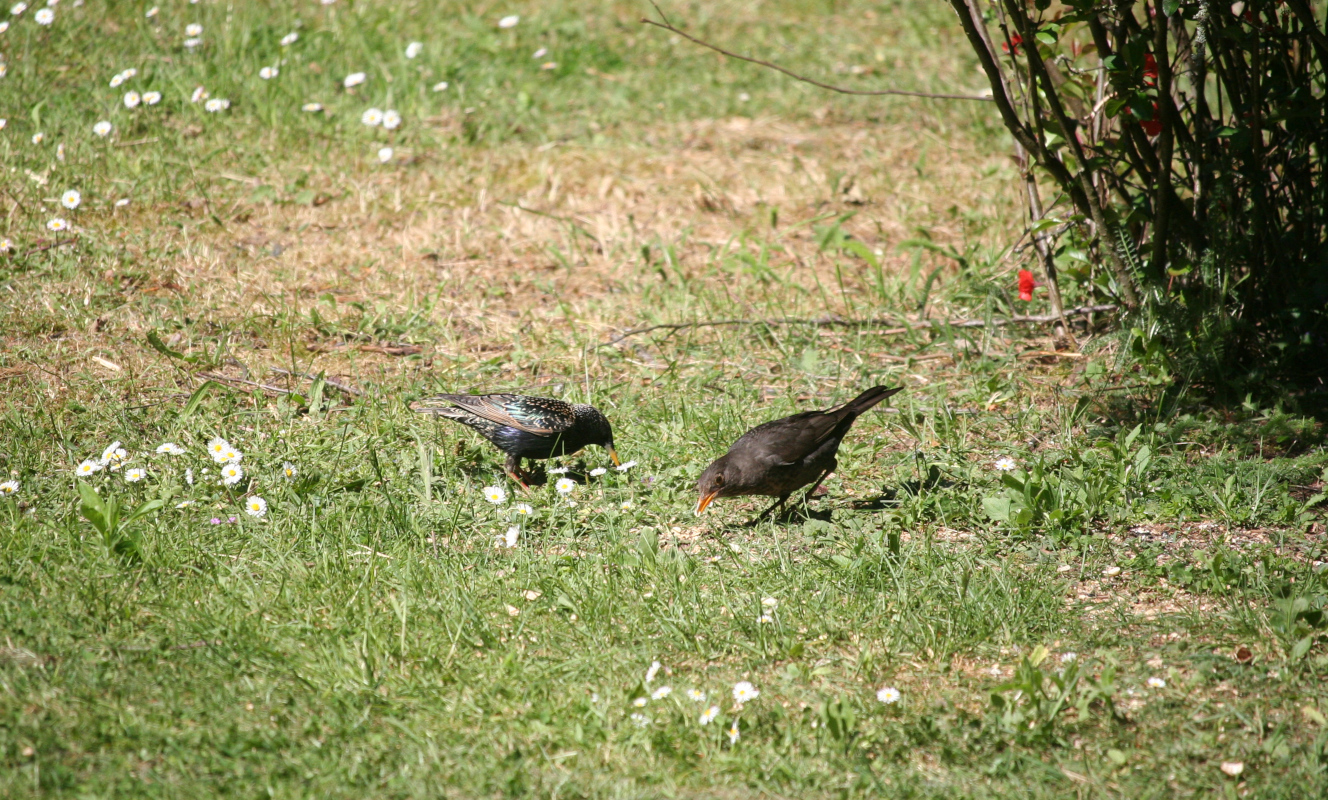 Star und Amsel bei der Vogelzählung