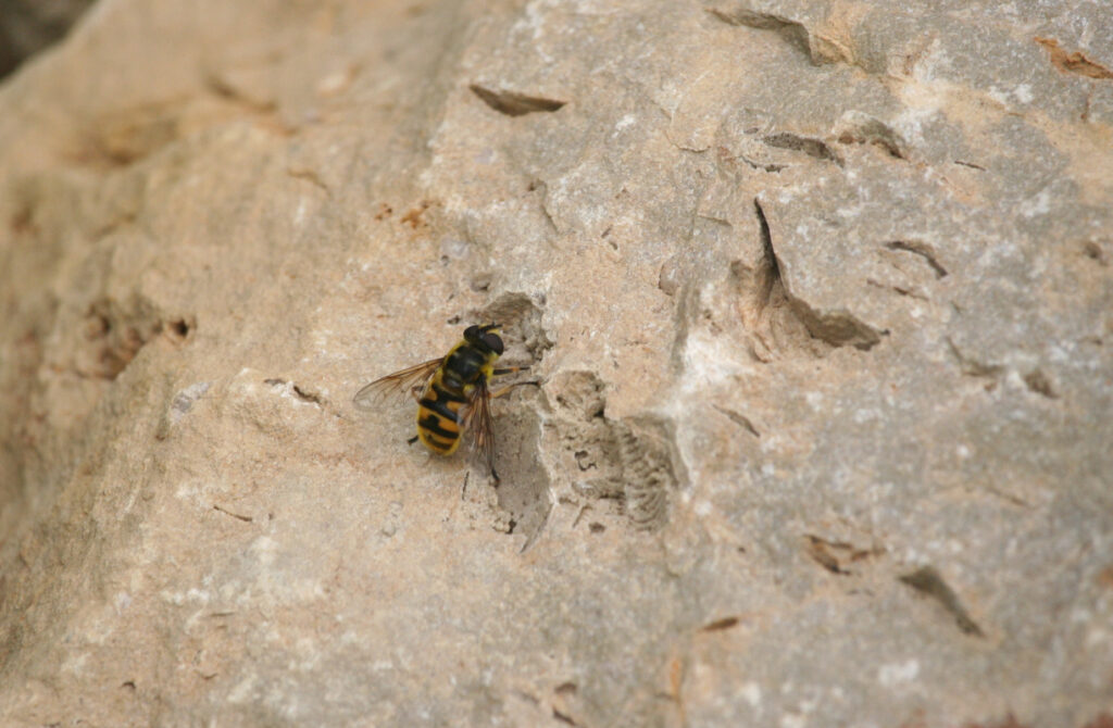 Eine Schwebfliege sitzt auf einem Steinhaufen