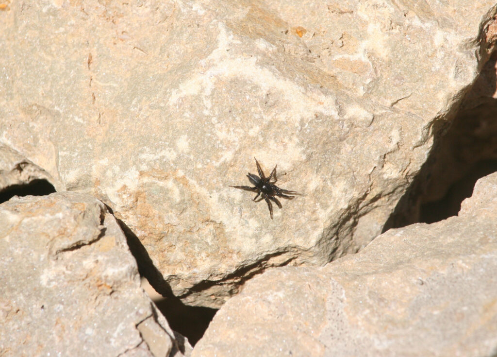 Gewöhnliche Schwarzspinne auf einem Steinhaufen